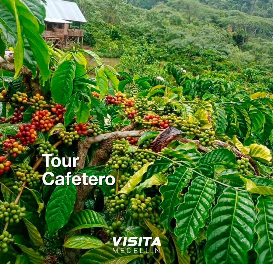 Café Tour